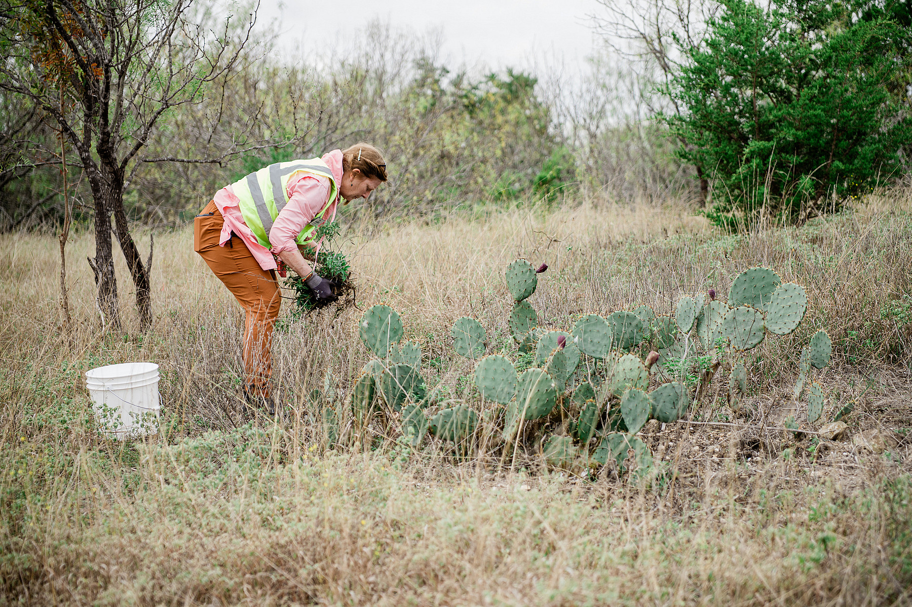 Native Plant Rescue Project volunteer collects native species and seeds.